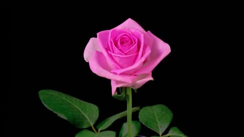 Delicate Pink Rose Blooming Against Black Background
