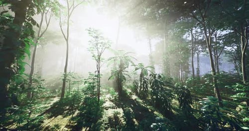Sunlight Filters Through Dense Forest Foliage in Early Morning Hours