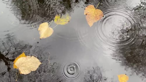Rain falls, creating ripples as it hits a puddle, reflecting nearby surroundings. The drops form a r