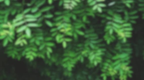 Jungle nature blurred background green flowers forest rainforest blur bokeh 4k backgrounds youtube