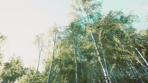 First Spring Greens in Birch Grove