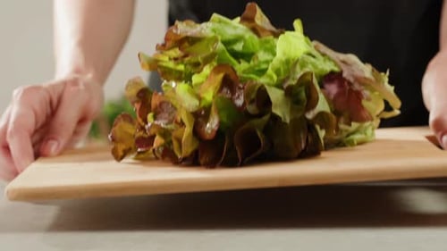 Fresh Salad Green Lettuce Leaves on White Background Close Up Macro Vegan Food