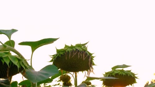 Sunflower Field Ripen Seeds Selective Focus