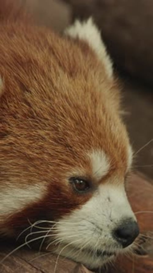 Red Panda Resting And Falls