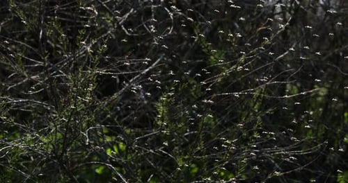 Mosquitoes against a dark background, the Camargue, Southern France