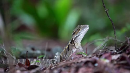 dragon lizard far North Queensland Australia