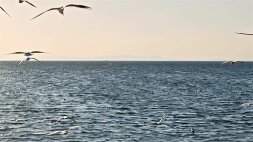 Seagulls Flying On The Beach In The Winter Afternoon 1