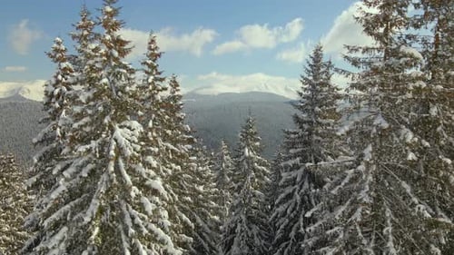Aerial View of Tall Pine Trees Covered with Fresh Fallen Snow in Winter Mountain Forest on Cold