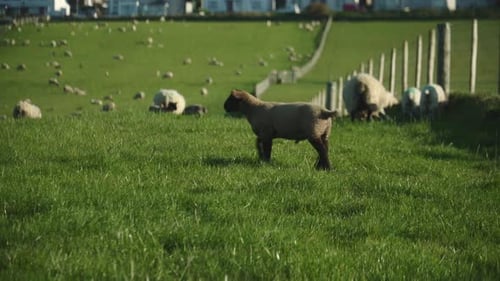 Dark Cute Little Lamb In The Green Field