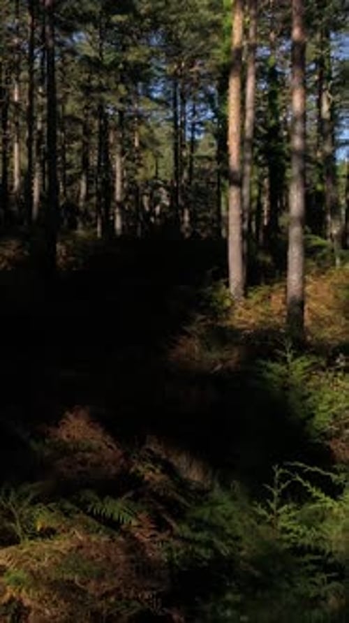 Vertikales Video zwischen Bäumen im Wald