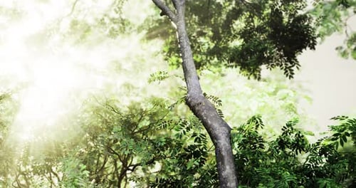 Sunlight Filtering Through Lush Greenery in a Serene Forest Setting