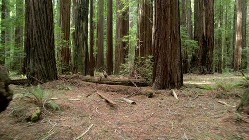 Old Growth Ancient Redwood Forest