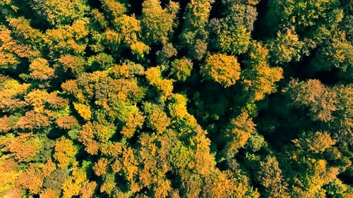Autumn Forest From Above Top View