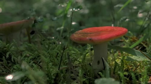 Red Mushroom Growing in the Forest After Rain