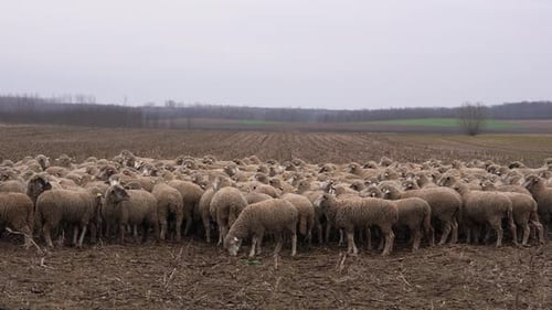 Flock of Sheep Grazing Peacefully in Field