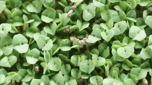 Title Screen, Wall of Microgreens, Sprouted Chia Seeds, Top View. Dolly slider extreme close-up.