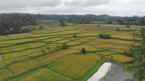 Vista aérea panorámica de un campo agrícola amarillo verde arroz separado en partes en un país asiático