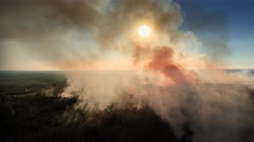 Aerial drone shot showing forest fire smoke rising up from the forest into the evening sky. Drone ri