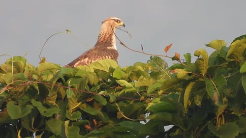 Eagle in tree UHD MP4 4k Video..