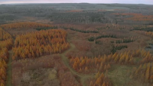 Aerial View of Autumnal Forest Landscape