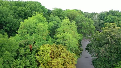 Aerial Cityscape View. Amazing view of green park and cityscape