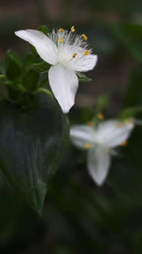 Close Up of Delicate White Flower