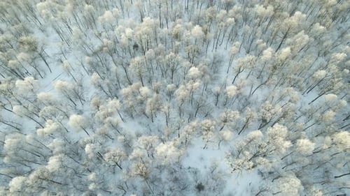 Aerial View of Snow Covered White Forest with Frozen Trees in Cold Winter Dense Wild Woodland in