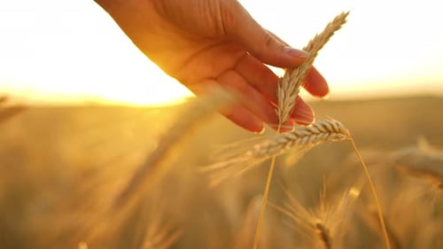 Hand Gently Touching Wheat in Golden Field