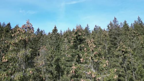 Tannenzapfen auf dem Baum