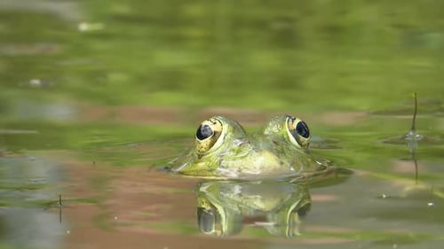 Frog in a Pond