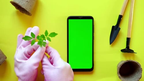 Smartphone with Blank Green Screen Against Plant Pot Gardening Tools Hand Touching Clicking Tapping
