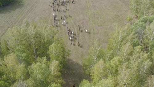 Pferde rennen vom Wald zum Feld