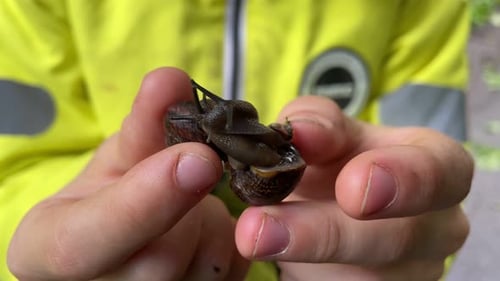 Niño sostiene un caracol de cerca