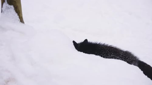 Black Fox making its way through Snowy Landscape