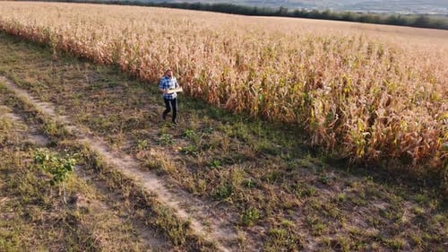Aerial Footage View with Drone of the Farmer with the Corn Crate Next to the Corn Field