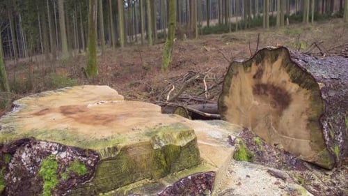 Large trunk of a recently cut tree in the middle of a forest