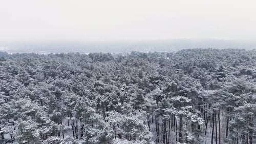 Aerial View of a Snow-Covered Forest Landscape