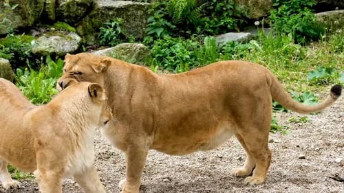 Two Lionesses Interact in Their Natural Habitat