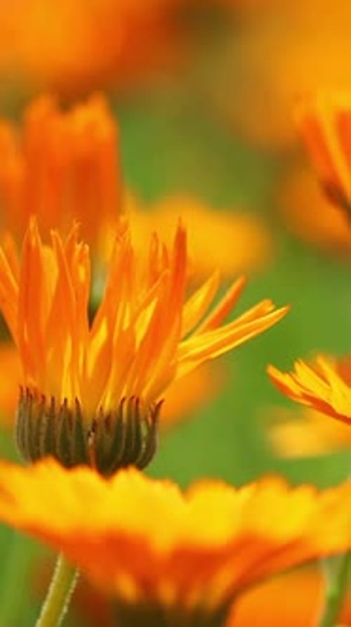 Orangenblüten von Calendula Officinalis