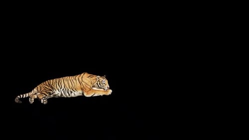 Tiger Sleep and walk over screen