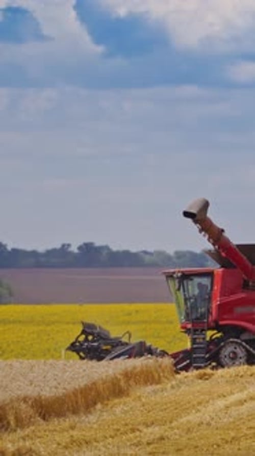 Grain harvesting combine. Special equipment prepared for the harvest in the field Vertical video