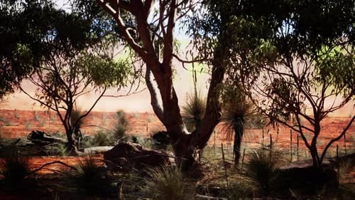 Beautiful Australian Desert Landscape with Eucalyptus Trees