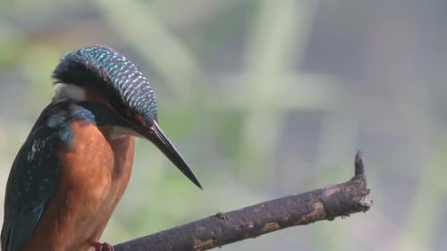 Close-up of a kingfisher sitting on a branch, lit by the sun.
