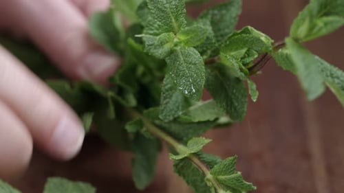 Close up shot of hands of a man plucking fresh mint leaves on wooden table.