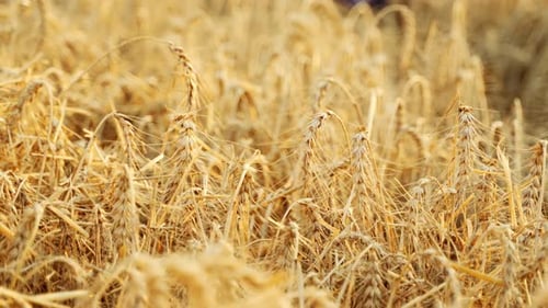 Agronomist Examining Cultivated Cereal Crop Sitting in Barley Field Smiling Farmer Holding a Bunch