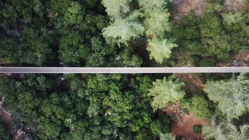 Suspended bridge surrounded by lush green forest, aerial view