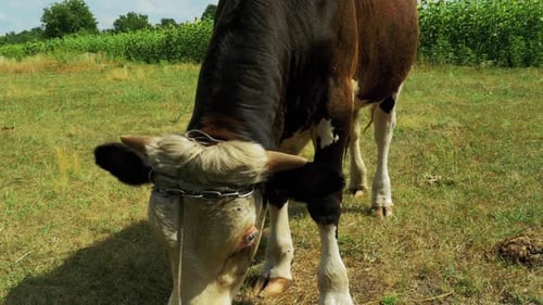 Beautiful Gray and White Bull Grazing on Meadow