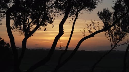 Impresionante atardecer de verano con árboles en primer plano