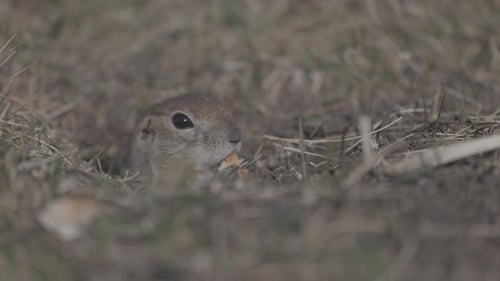 Ground Squirrel Eating in Natural Habitat Close Up