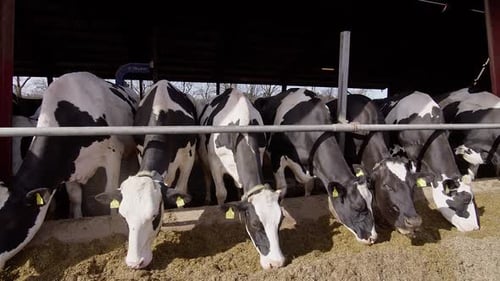 Black and White Cows Eating in Barn on Farm